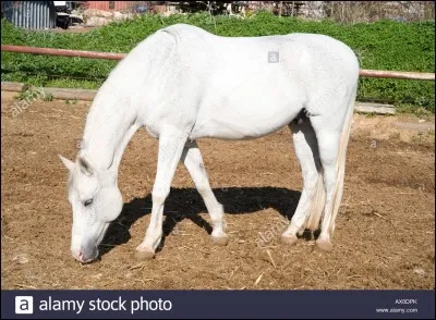 Où se situe le garrot ?