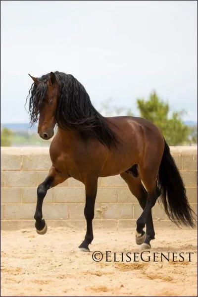 Comment s'appelle l'allure entre le pas et le galop ?