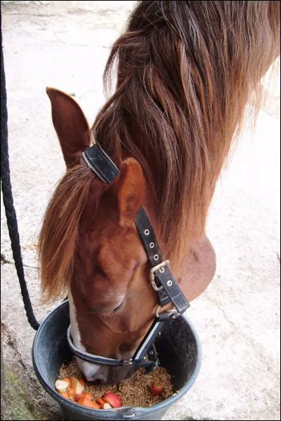 Quel aliment peut rendre malade un cheval s'il en consomme trop ?