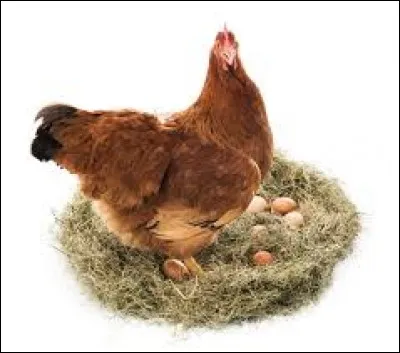 Comment nomme-t-on une mère très protectrice envers ses enfants ?