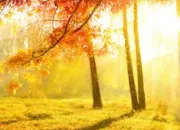 Quiz MSP Quiz by Alicia show