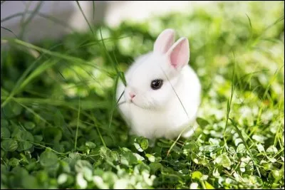 Quelle est la race de ce lapin ?