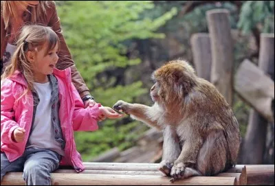 Aimes-tu les singes ?