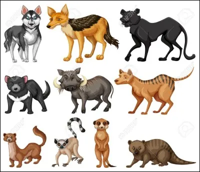Quels animaux aimes-tu le plus ?