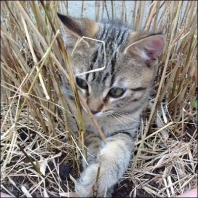 Qui propose à Étoile de Feu de rejoindre le clan du Tonnerre ?