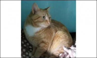 Quels sont les quatre noms d'Etoile de Feu ?