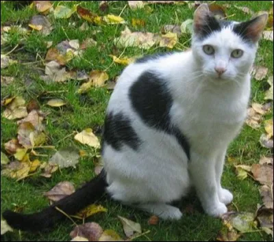 Qui est Flocon de Neige ?