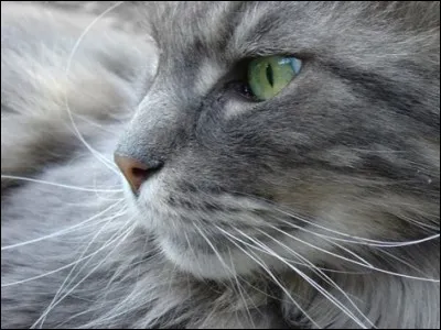 De quels membres du clan du Tonnerre Étoile de Feu est-il amoureux dans le cycle 1 ?