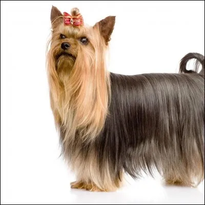 Comment appelle-t-on cette race de chien ?