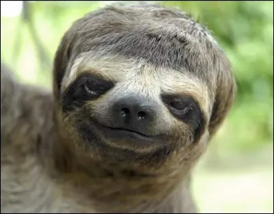 Choisis un animal parmi les trois si tu n'en as pas choisi un des trois précédents.