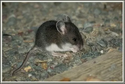 À l'automne elle stocke des aliments dans des réserves pour l'hiver et contribue ainsi à répandre les graines des espèces végétales.