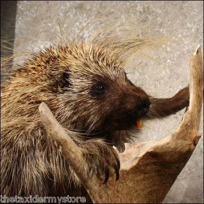 Le porc-épic gruge les cornes de chevreuils tombées par terre à l'hiver.