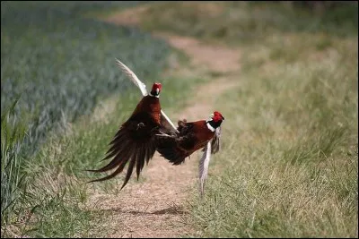 Les deux faisans à collier mâle se battre pour une femelle.
De quelle relation s'agit-il?