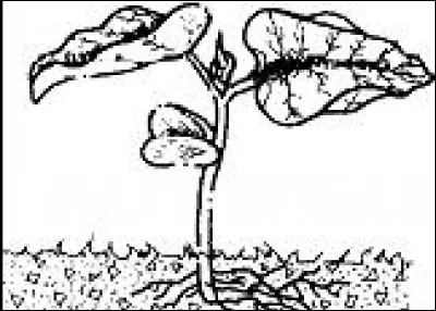 Quel est le nom du phénomène ?