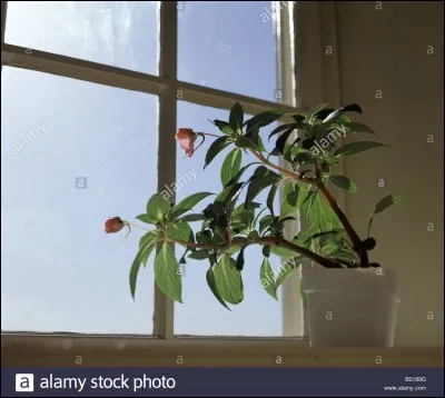 Quel est le nom du phénomène ?