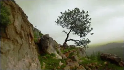 Quel est le nom du phénomène ?