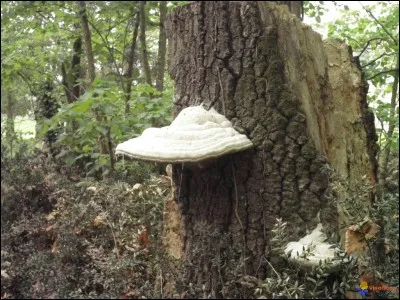 Quel type de relation ont les champignons avec l'arbre ?