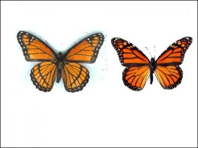 Le monarque (droite) est imité par le Vice-Roy (gauche) celui-ci profite de sa ressemblance avec le monarque, car les prédateurs évitent celui-ci qui a mauvais goût. Il s'agit de...