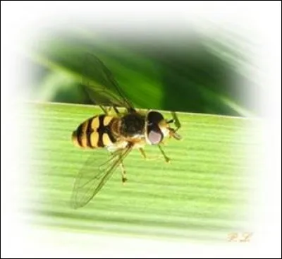 Les prédateurs vont l'éviter de peur de se faire piquer même si cet insecte ne pique pas.