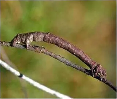 Imite son milieu, dans l'exemple le physique de l'insecte imite la branche. Son imitation est aussi comportementale, il reste immobile comme une branche.