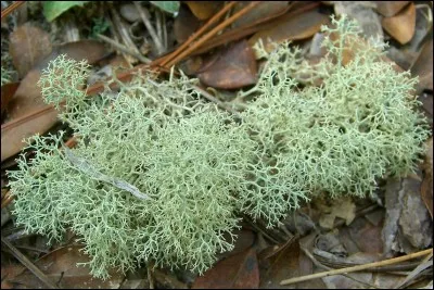 Le lichen (association obligatoire d'une algue et d'un champignon) pousse en Arctique.