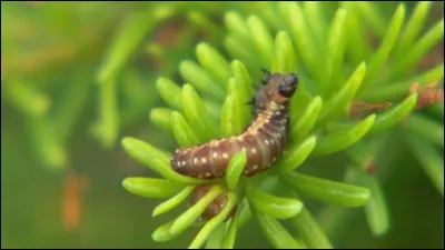 La tordeuse des bourgeons de l'épinette vit sur l'épinette et mange ses bourgeons