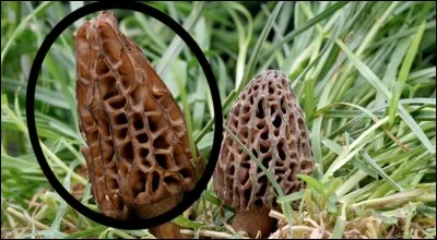 Quel est ce champignon ?