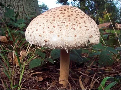 Quel est ce champignon ?