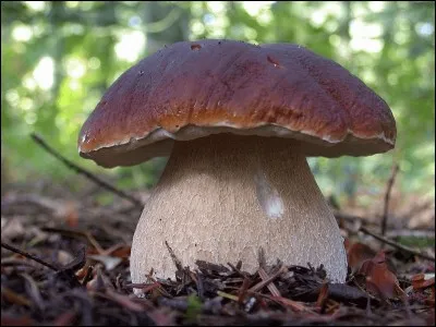 Quel est ce champignon ?