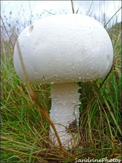 Quel est ce champignon ?