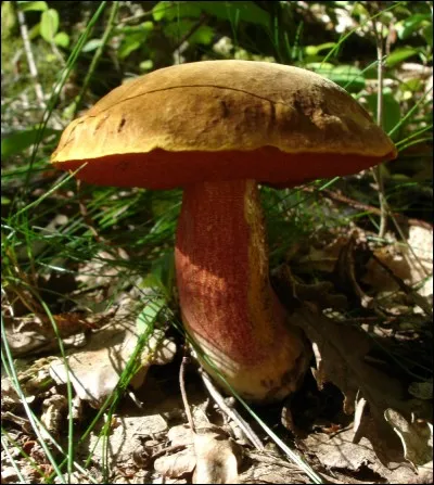 Quel est ce champignon ?