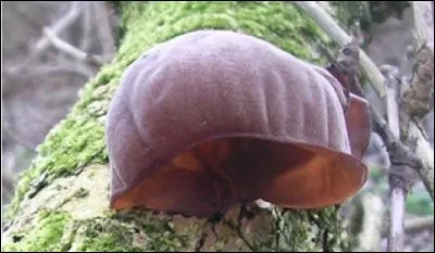 Quel est ce champignon ?