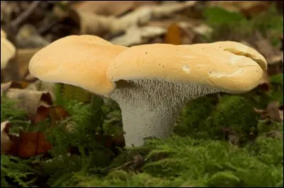 Quel est ce champignon ?