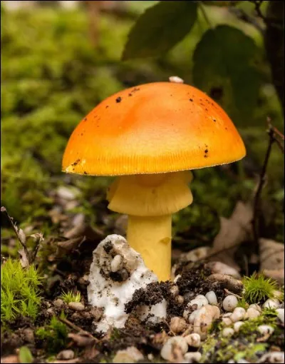 Quel est ce champignon ?