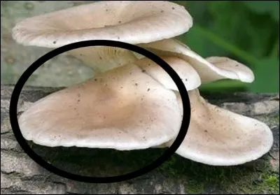 Quel est ce champignon ?