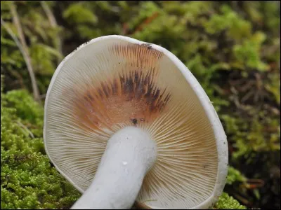 Quel est ce champignon ?