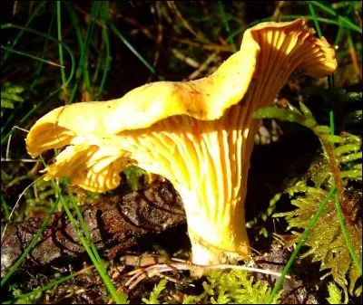 Quel est ce champignon ?