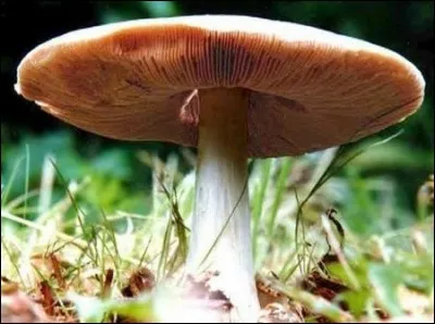 Quel est ce champignon ?