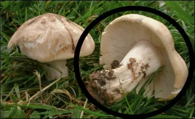 Quel est ce champignon ?