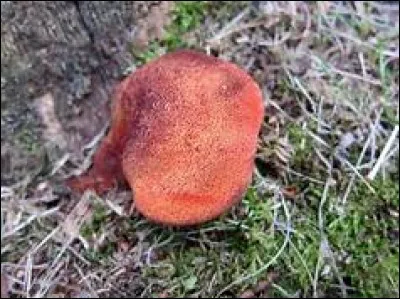 Quel est ce champignon ?