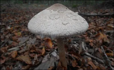 Quel est ce champignon ?
