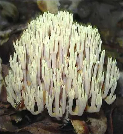 Quel est ce champignon ?