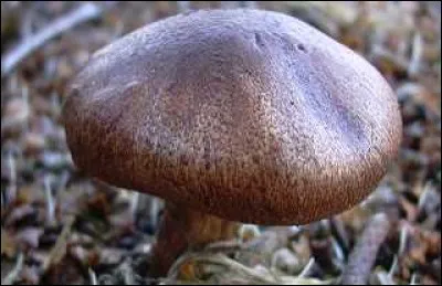 Quel est ce champignon ?