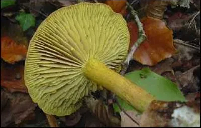 Quel est ce champignon ?