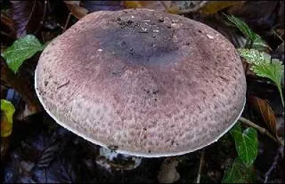 Quel est ce champignon ?