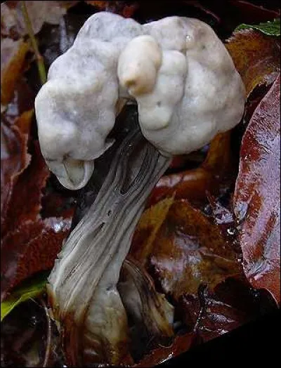 Quel est ce champignon ?