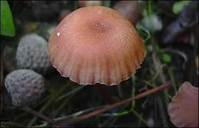Quel est ce champignon ?