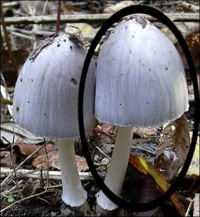 Quel est ce champignon ?