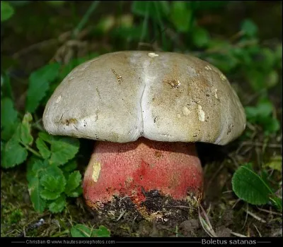 Quel est ce champignon ?