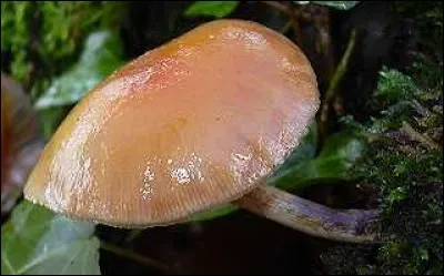 Quel est ce champignon ?